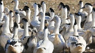 De nouvelles mesures de prévention obligatoires contre l’influenza aviaire De nouvelles mesures de prévention obligatoires contre l’influenza aviaire