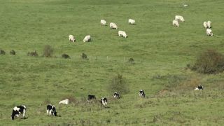 Les montants des aides animales couplées pour 2021 Les montants des aides animales couplées pour 2021