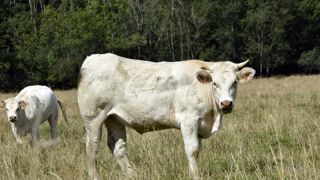 Contractualisation obligatoire en viande bovine dès début 2022 Contractualisation obligatoire en viande bovine dès début 2022