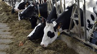 Comment mieux maîtriser ses charges en élevage laitier Comment mieux maîtriser ses charges en élevage laitier