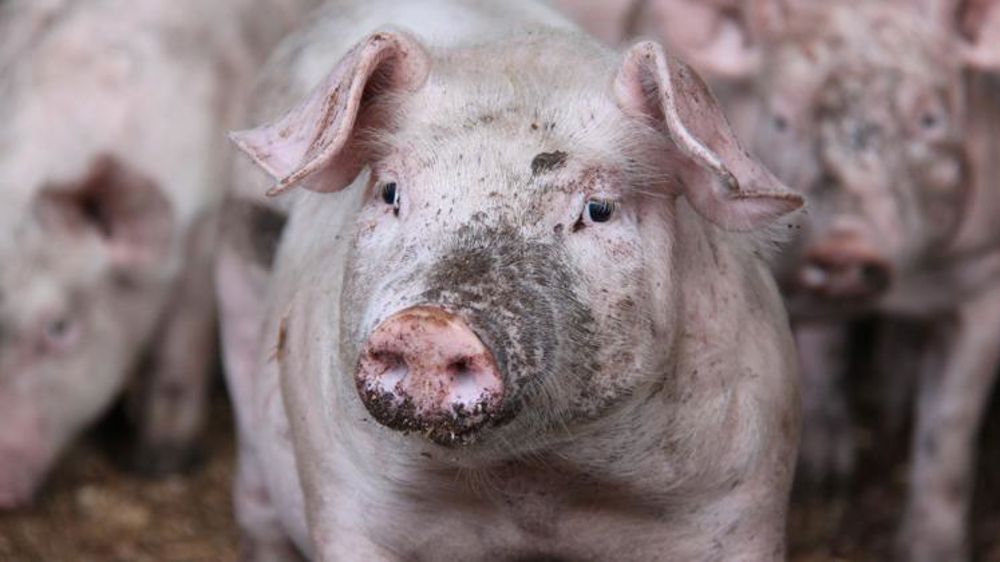 Un vaccin américain efficace contre la peste porcine africaine
