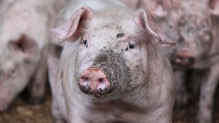 Un vaccin américain efficace contre la peste porcine africaine Un vaccin américain efficace contre la peste porcine africaine