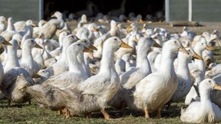 Des signaux « positifs » pour le foie gras Des signaux « positifs » pour le foie gras