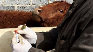 De nouvelles règles pour la tuberculose bovine De nouvelles règles pour la tuberculose bovine