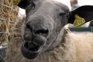 mouton virus de scmallenberg