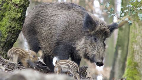 Les chasseurs ne veulent plus payer seuls les dégâts de gibier