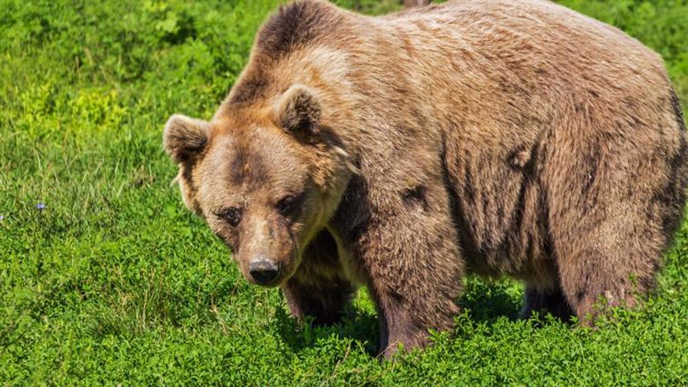 Nouveau rejet du dossier Life-ours-Pyr