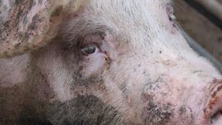 Un nouveau système d’information sur les maladies animales Un nouveau système d’information sur les maladies animales