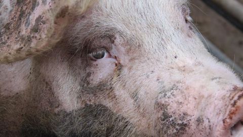 Un nouveau système d’information sur les maladies animales