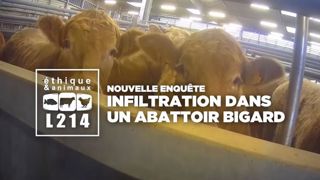 Une nouvelle vidéo choc de L214 dans un abattoir de bovins Une nouvelle vidéo choc de L214 dans un abattoir de bovins