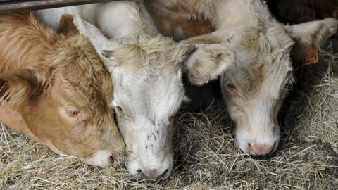 Le contrat devient obligatoire en bovins et porcs castrés dès 2022 Le contrat devient obligatoire en bovins et porcs castrés dès 2022
