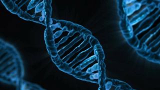 Le gouvernement sommé d’adopter un plan d’action pour les VRTH Le gouvernement sommé d’adopter un plan d’action pour les VRTH