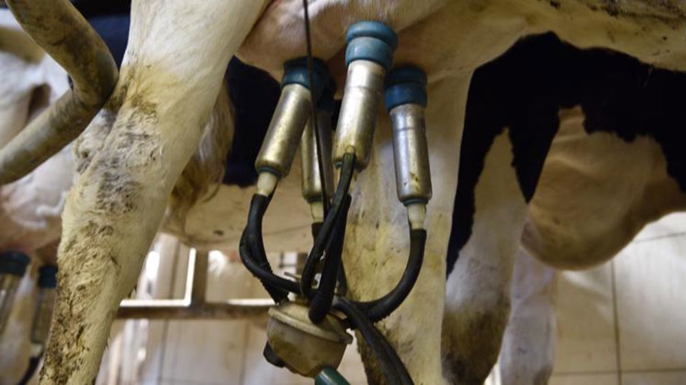 La collecte de lait de vache a reculé en septembre