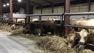 Rentrée des vaches, récolte et semis de blé Rentrée des vaches, récolte et semis de blé