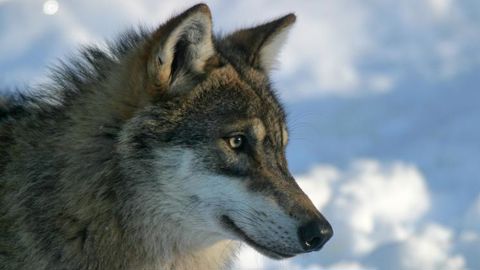 Les loups s’installent en Belgique Les loups s’installent en Belgique