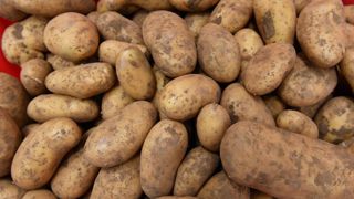 Les producteurs de pomme de terre veulent revaloriser les contrats Les producteurs de pomme de terre veulent revaloriser les contrats