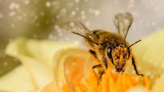 Le plan pollinisateurs dévoilé par le gouvernement Le plan pollinisateurs dévoilé par le gouvernement