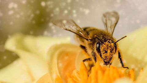 Le plan pollinisateurs dévoilé par le gouvernement