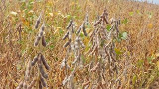 Les producteurs de soja brésiliens jugent l’Europe protectionniste Les producteurs de soja brésiliens jugent l’Europe protectionniste