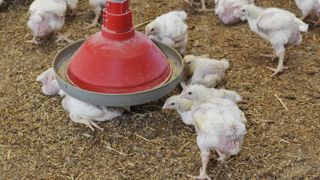 Le volailler LDC s’inquiète de la flambée des céréales Le volailler LDC s’inquiète de la flambée des céréales