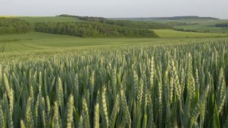 Des outils pour mieux répondre aux débouchés du blé tendre Des outils pour mieux répondre aux débouchés du blé tendre