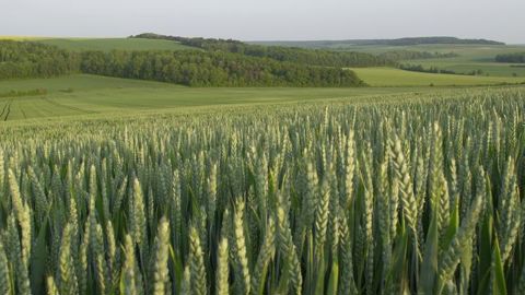 Des outils pour mieux répondre aux débouchés du blé tendre Des outils pour mieux répondre aux débouchés du blé tendre