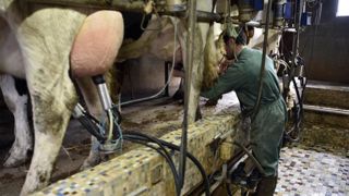 « Fermeté » des prix des produits laitiers industriels « Fermeté » des prix des produits laitiers industriels