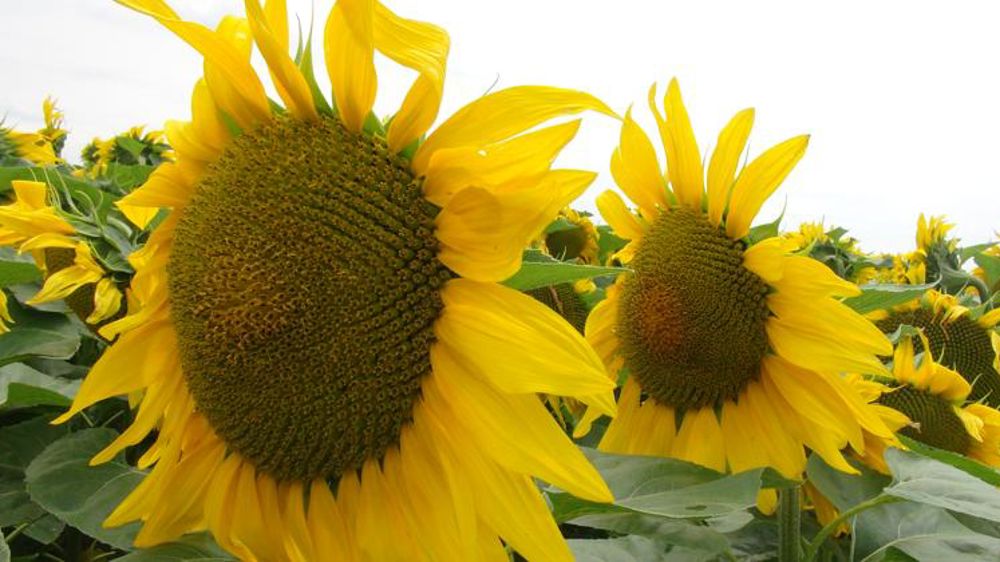 Le projet d’ordonnance sur les VRTH transmis au Conseil d’État