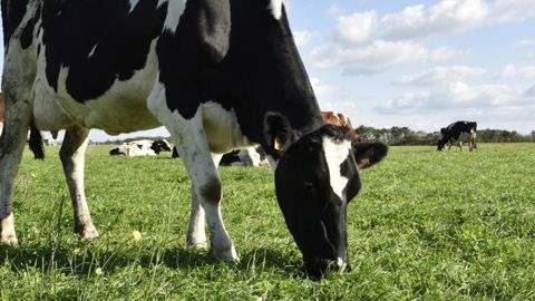 Les producteurs de lait bio ont besoin d’un « soutien direct » Les producteurs de lait bio ont besoin d’un « soutien direct »