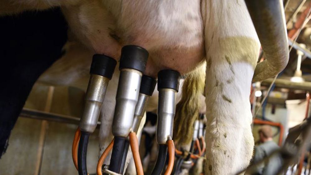 En octobre, la collecte recule et le prix du lait de vache augmente