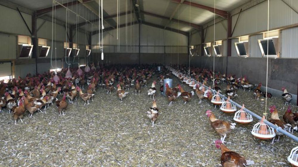 La claustration obligatoire des volailles devant le Conseil d’État