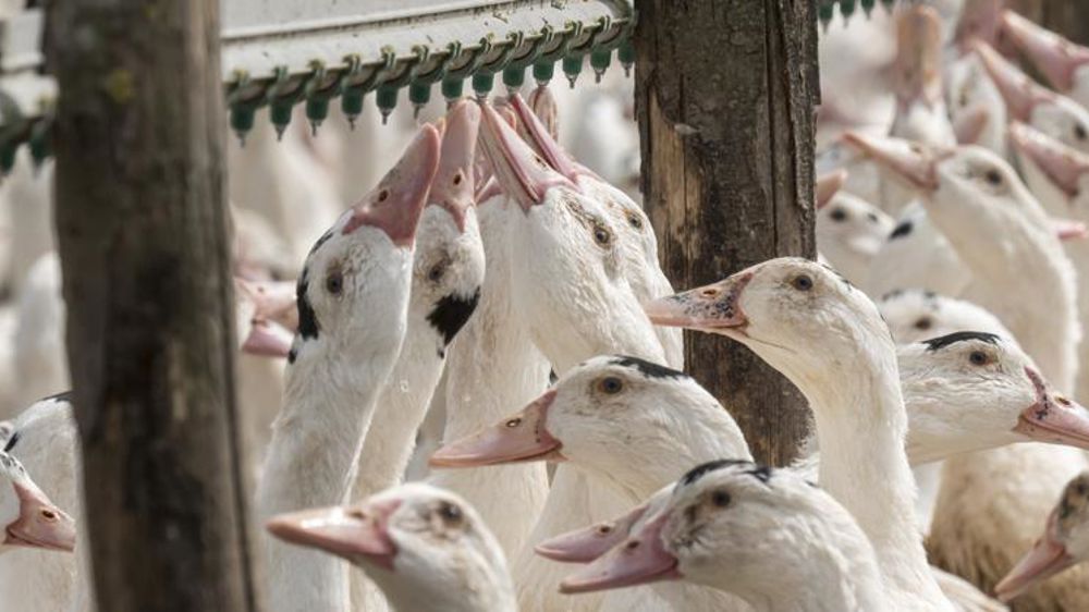 Premier cas de grippe aviaire dans un élevage du Sud-Ouest