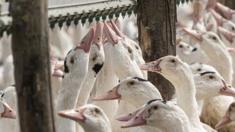 Premier cas de grippe aviaire dans un élevage du Sud-Ouest Premier cas de grippe aviaire dans un élevage du Sud-Ouest