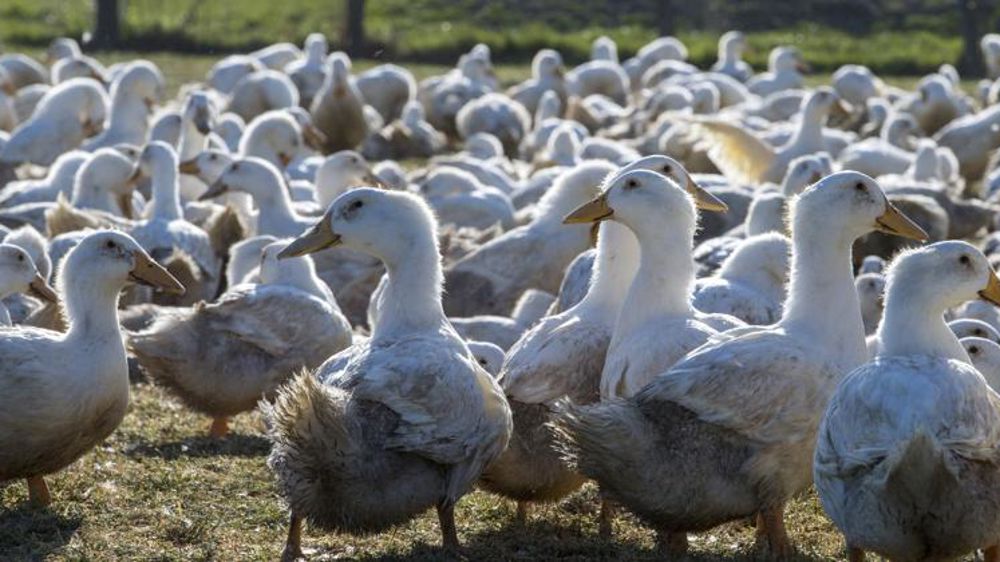 Les abattages préventifs ont commencé dans le Gers