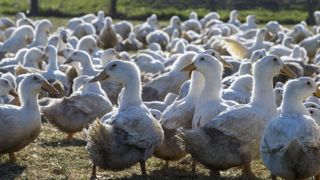 Les abattages préventifs ont commencé dans le Gers Les abattages préventifs ont commencé dans le Gers