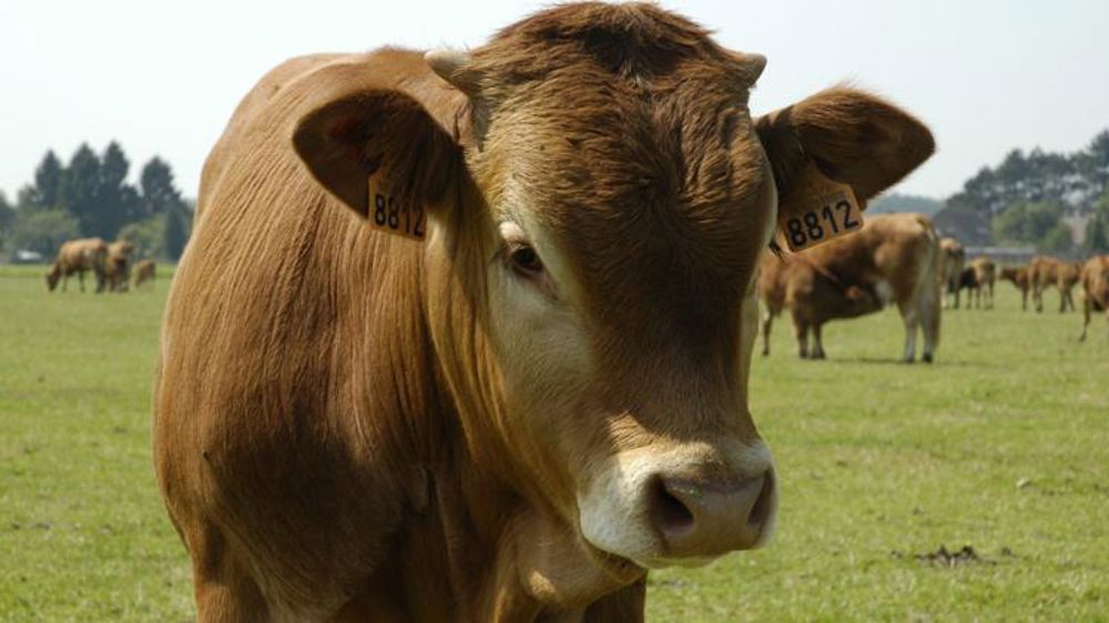 Les exportations de broutards tournaient au ralenti en octobre