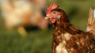 Le Conseil d’État rejette les recours contre la claustration des volailles Le Conseil d’État rejette les recours contre la claustration des volailles