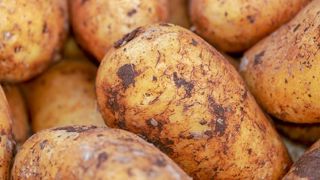 La pomme de terre primeur doit faire valoir ses atouts La pomme de terre primeur doit faire valoir ses atouts