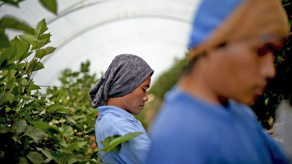 Ces précieux travailleurs venus d’Asie