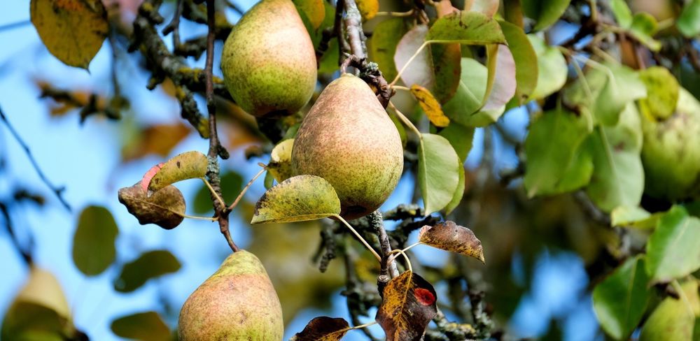 La production française de poires de table doublerait en 2022 après la demi-récolte de 2021 affectée par le gel.