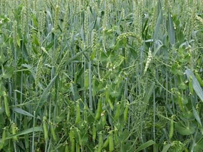 L'Agriculture écologiquement intensive inscrit les pratiques agricoles dans une démarche de progrès permanent.
