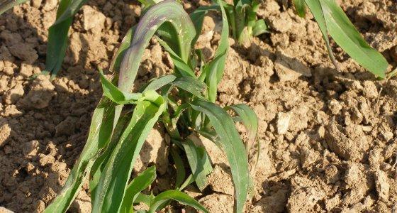 En sorgho ensilage, Euralis Semences a inscrit en 2011 ES Harmattan, sorgho grain sucrier ensilage demi-précoce. « Il combine productivité, récoltabilité et qualité. »