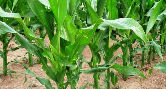 Alors que les surfaces de cultures d'Ogm progressent quasiment partout dans le Monde, la situation française n'a toujours pas d'issue.