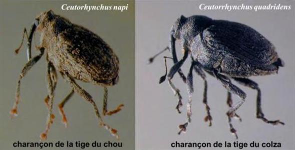 Attention à ne pas confondre le charançon de la tige du colza (bouts des pattes noirs, nuisible) et celui du chou (bouts des pattes rousses, non nuisible). La reconnaissance est facilitée lorsque les insectes sont secs.