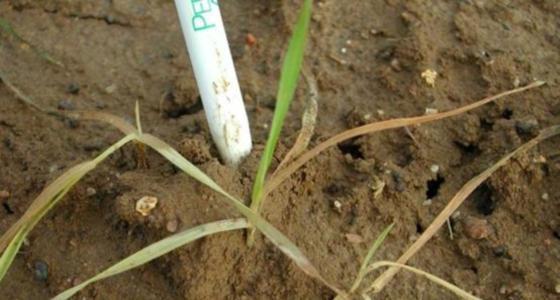 Redémarrage d’une culture après un gel : les anciennes feuilles sont détruites, mais la plante commence à en  émettre une nouvelle, indemne.