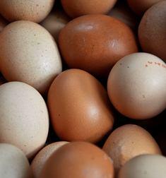 oeufs pondus en France