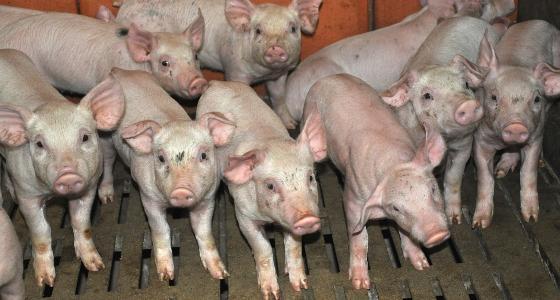statut sanitaire des élevage de porcs