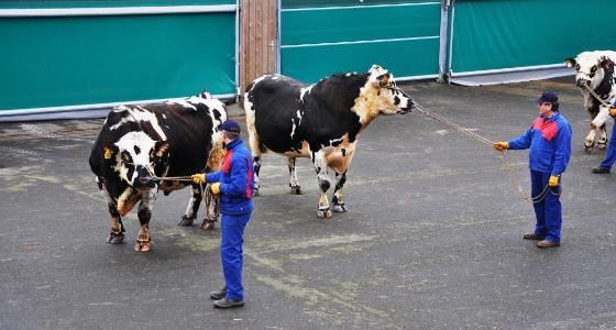 taureaux nouvel Isu vaches laitières