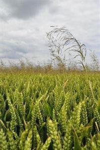 Blé immature envahi par des épis d’agrostis.