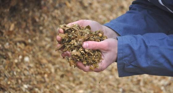 mycotoxines ensilage maïs fourrage